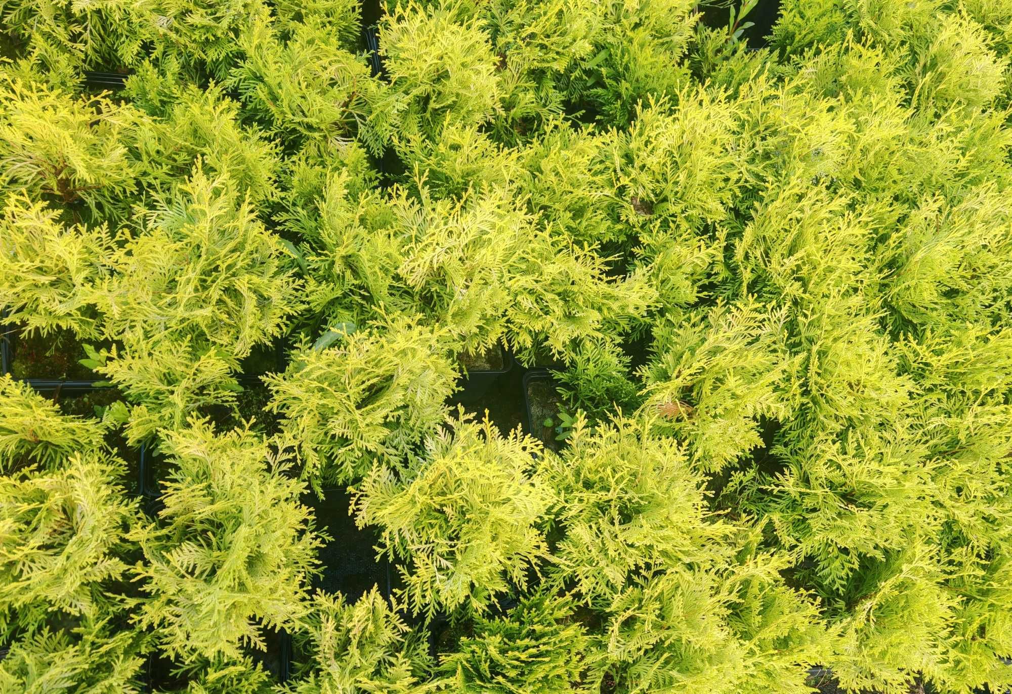 PIĘKNA Złota Thuja Danica Danika Gold Aurea kulka 4 letnia sadzonka