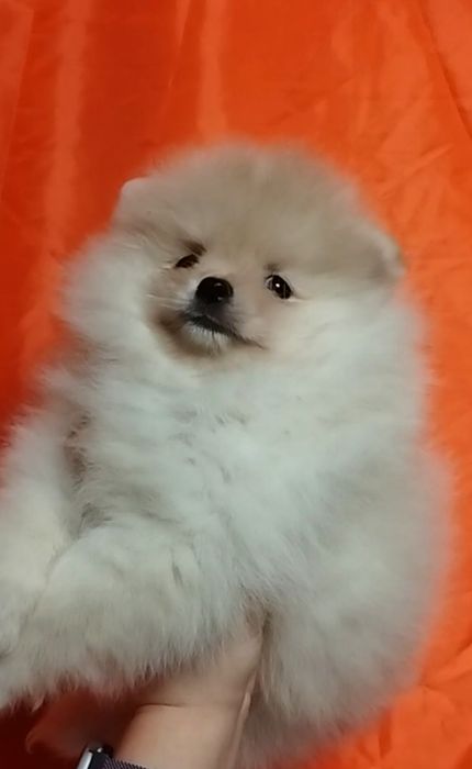 Шпиц. Милые щеночки