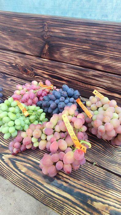 Саджанці винограду