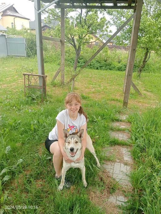 Загубився собака