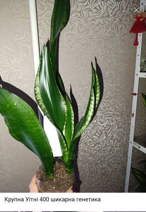 Сансевіерія Філіппіни, Голден ханні, Сільвер Перрот