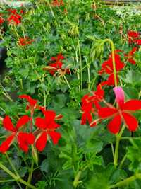 Pelargonia pusta sadzonka