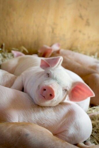 Продам швидкорослих поросят