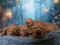 *Cocker Spaniel* FILMIK suczka ekstra klasa bogata wyprawka rodowód