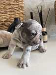 Gucio Buldog Francuski Blue Merle Isabella TN
