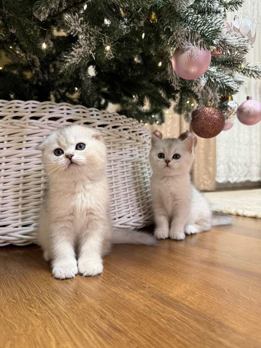 Шиншили срібного окрасу