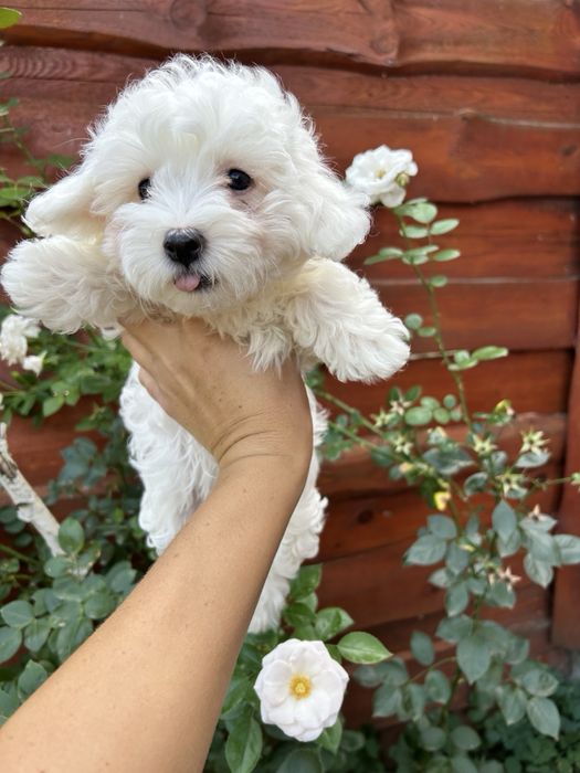 : Мальтипу (.будет 3-3.5 кг)