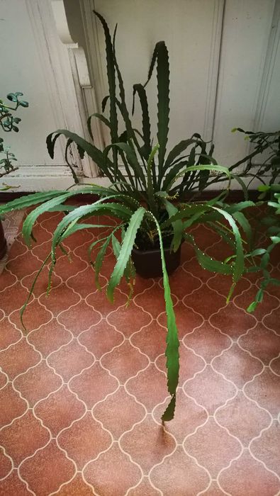 Квітка кімнатна Епіфілум Червоний, кактус орхідея.