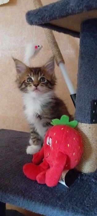 Kotka Maine Coon - Cypria