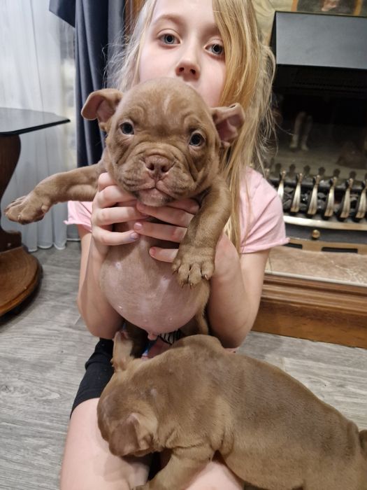 Доступны Экзотические Американский Булли