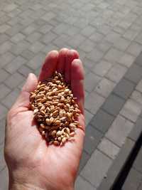 pszenica zimowa 0,5 tony w workach