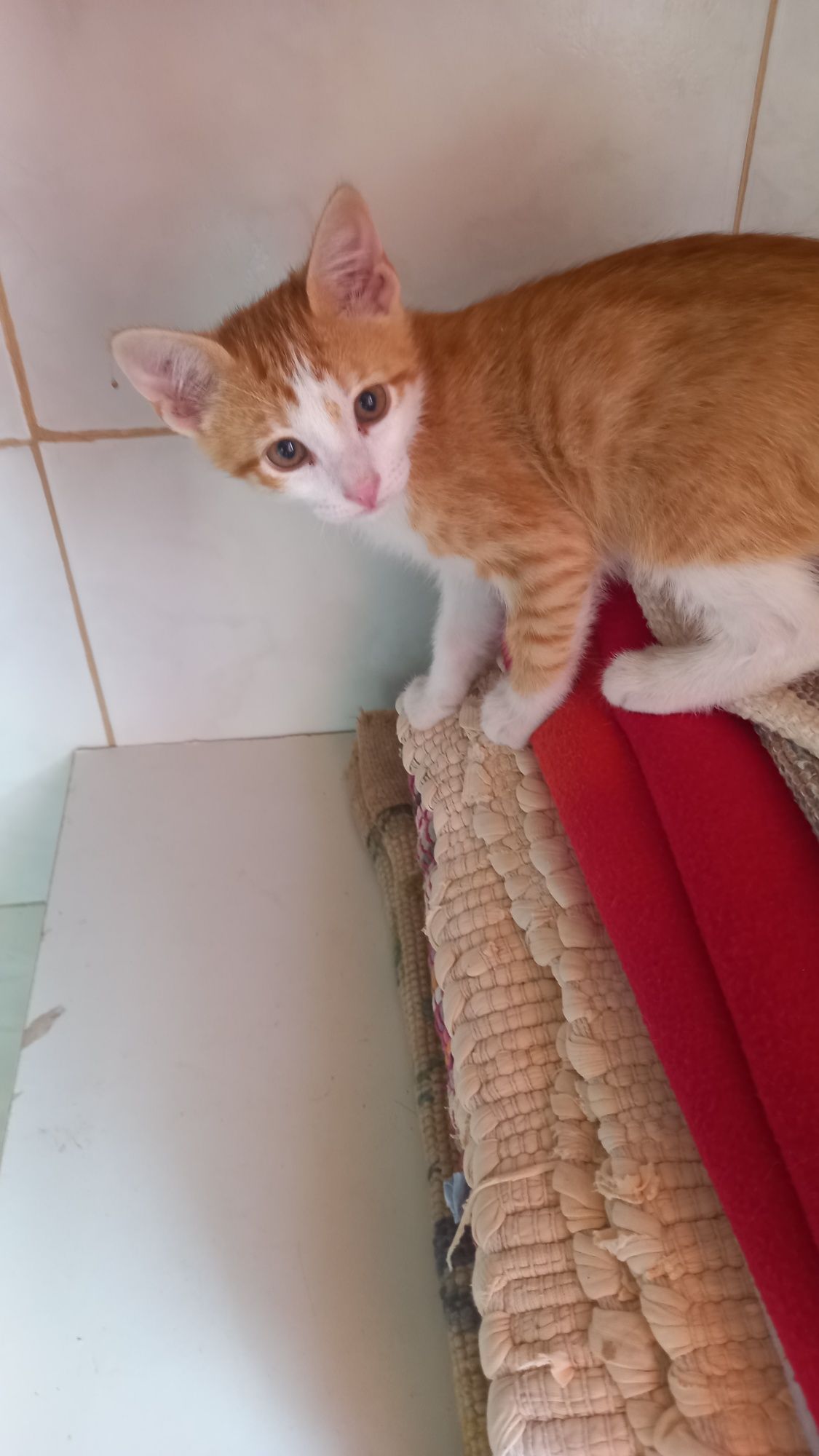 Gatinho para adopção  com dois meses.
