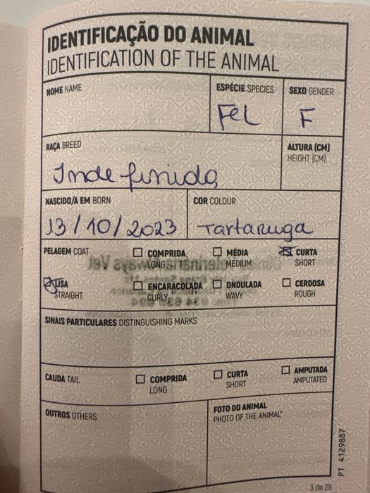 Gatinha tricolor Francisca para adoção responsavel