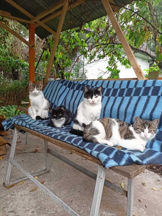 Pilne!!Działkowe bezdomne kotki z Wieliczki czekają na domy Wieliczka