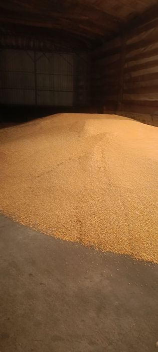 Кукурудза продам