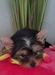 Yorkshire Terrier ZKwP (FCI)