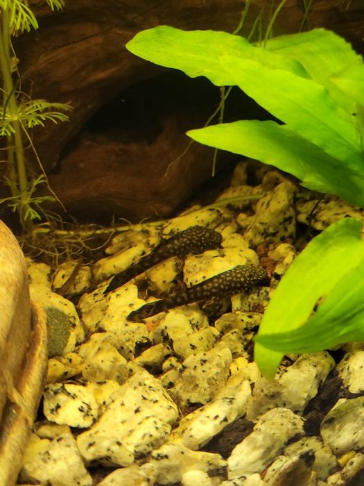 Zamienie glonojady małe (ok 3-4 cm) na rybki lub krewetki do akwatium.