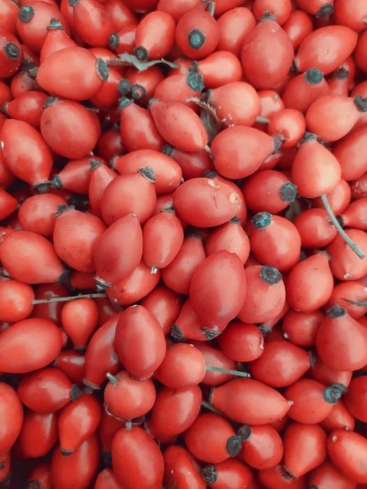 Dzika róża owoce świeże 4 kg