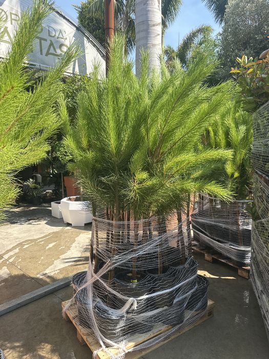 Pinheiro Manso - Pinus Pinea 200cm vaso 10 Litros