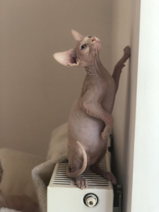 Котенок мальчик канадик