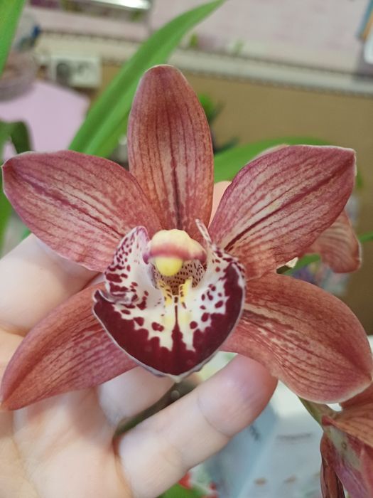 Цимбидиум детка темно -бордовая.
