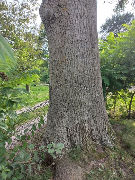 Дерева,пиломатеріали,дошка,брус