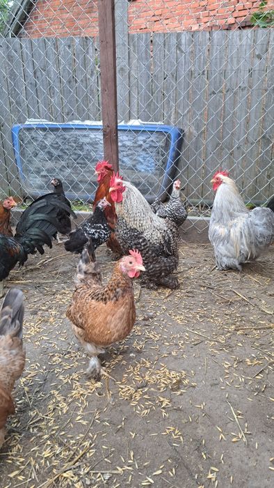 Jaja lęgowe kur ozdobnych i przepiórek japońskich