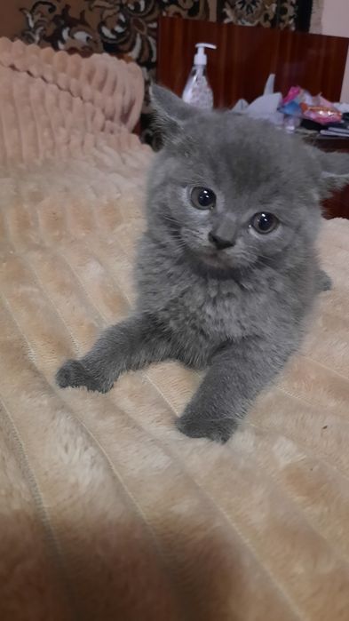 Продам кошенят Британців