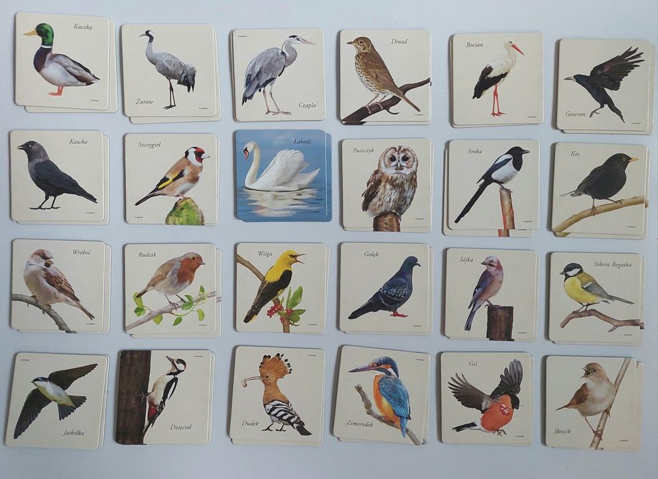 Gra memory ptaki Adamigo