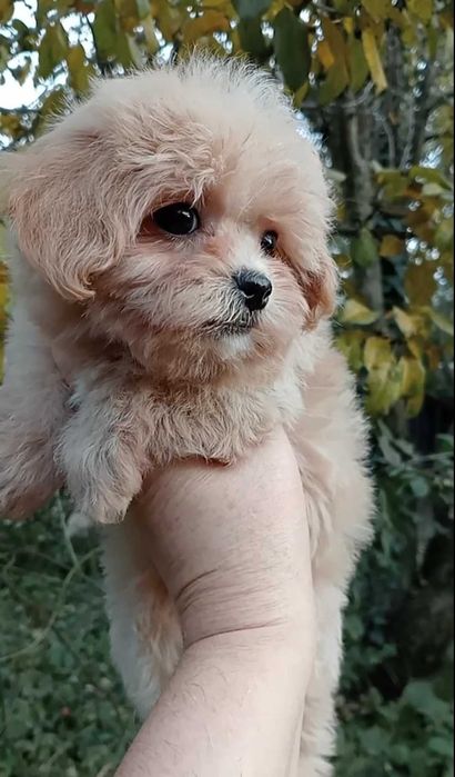 Девочка мальтипу. Мини формат.