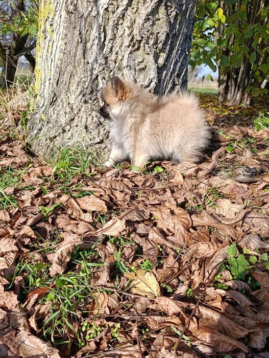 Szpic miniaturowy sunia