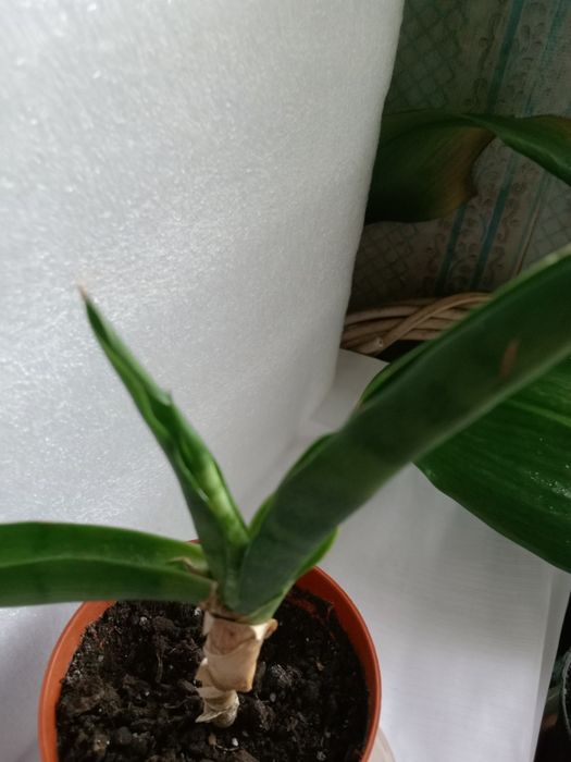 Продам, сансевієрію, Сільвер Перрот.