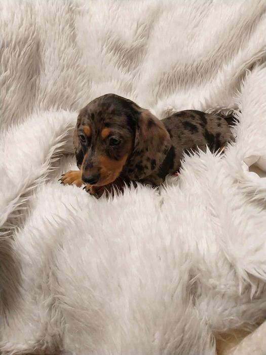 Jamnik suczka merle !