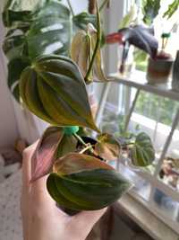 Szczyt philodendron micans variegata