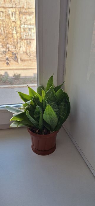 Сансевиерия цветки