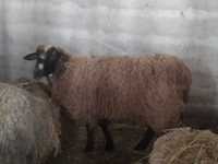 ovelha prenha cruzada de suffolk