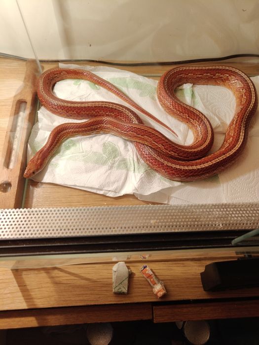 Wąż zbożowy i nie