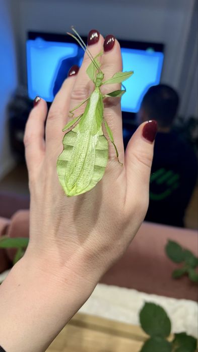 Liśćce cryptophyllium limogesi L3-L5