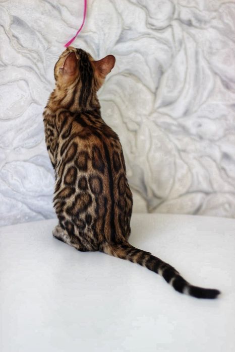 Бенгальський котик