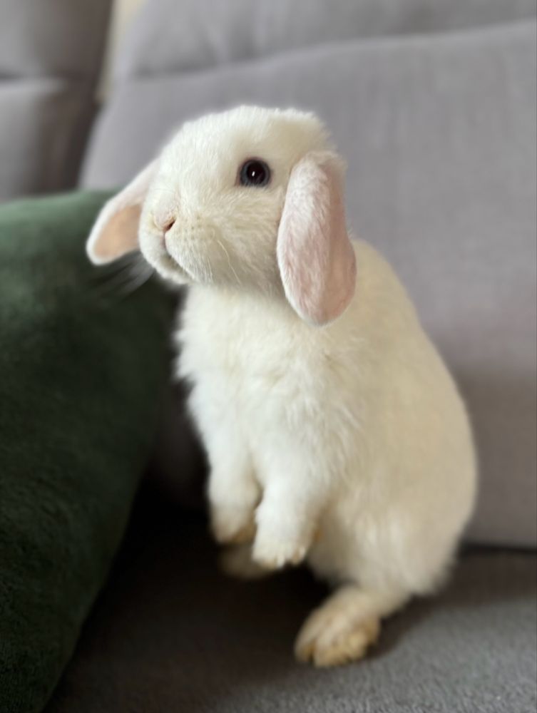 Mini lop hodowla zarejestrowana do odbioru białe niebieskie oczy