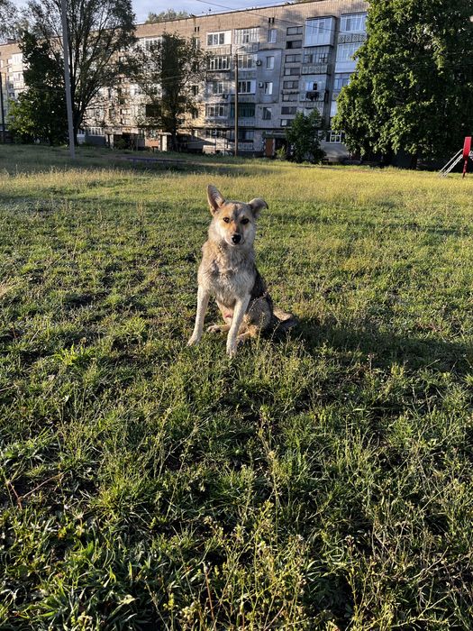 Дворняга в хорошие руки