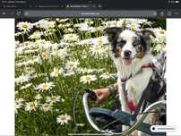 BuddyRider  transporte de cães para bicicleta