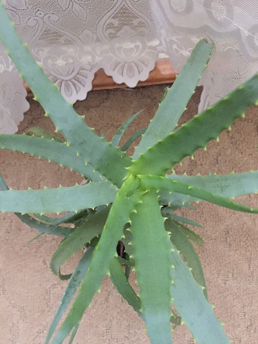 Алоє 4 роки для ліків