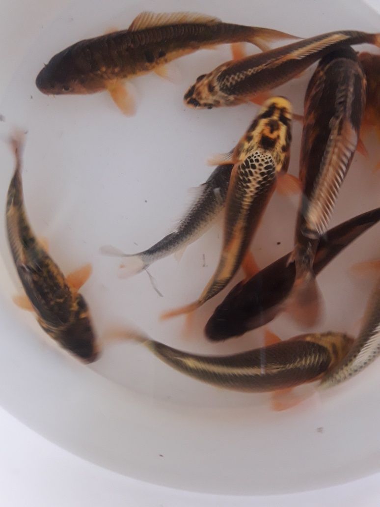 Karpie koi, karasie