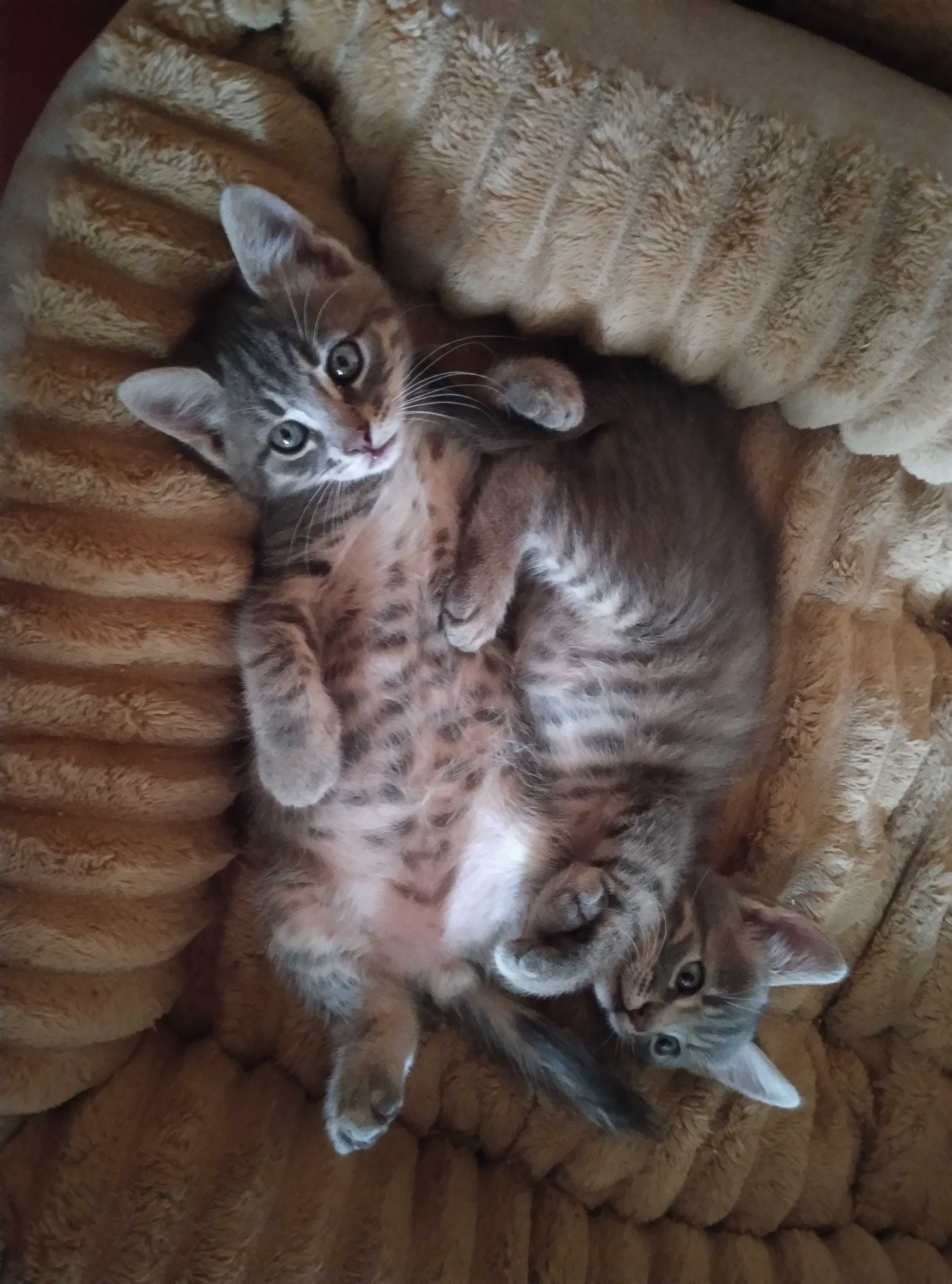 Котята и их приемная мама