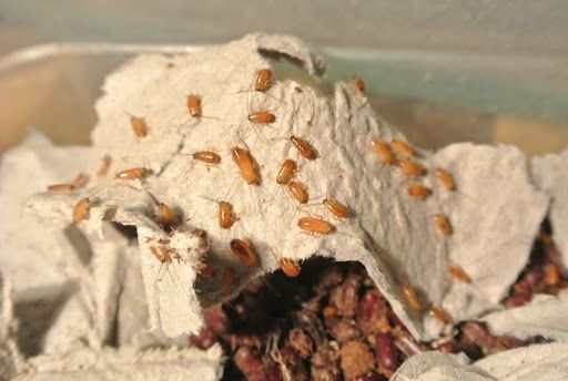 корма для насекомоядных(пауки рептилии ежи и тд)таракан,зофобас дубия