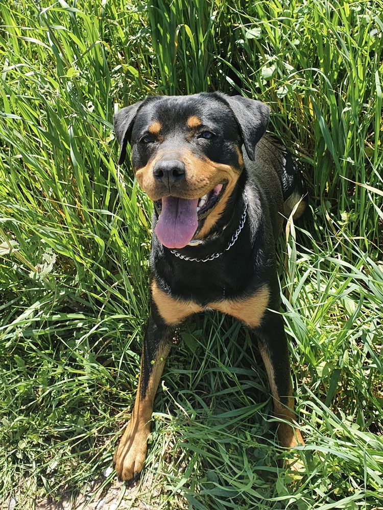 Adocao responsavel Rottweiler femea