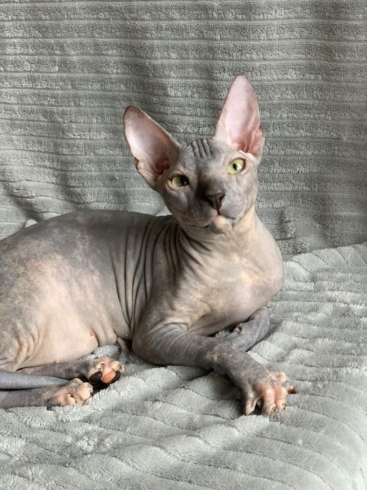 Девочка донского сфинкса