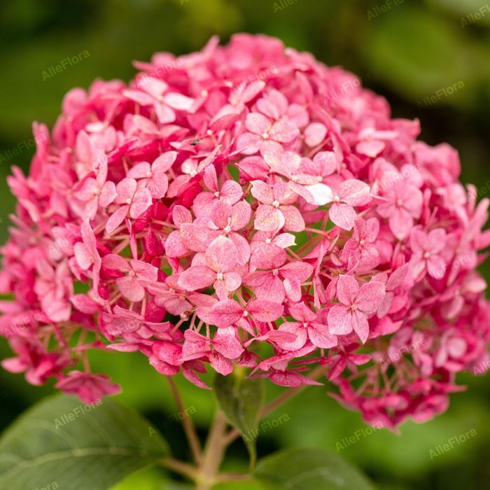 Hortensja krzewiasta 'Candybelle Bubblegum' (Hydrangea)