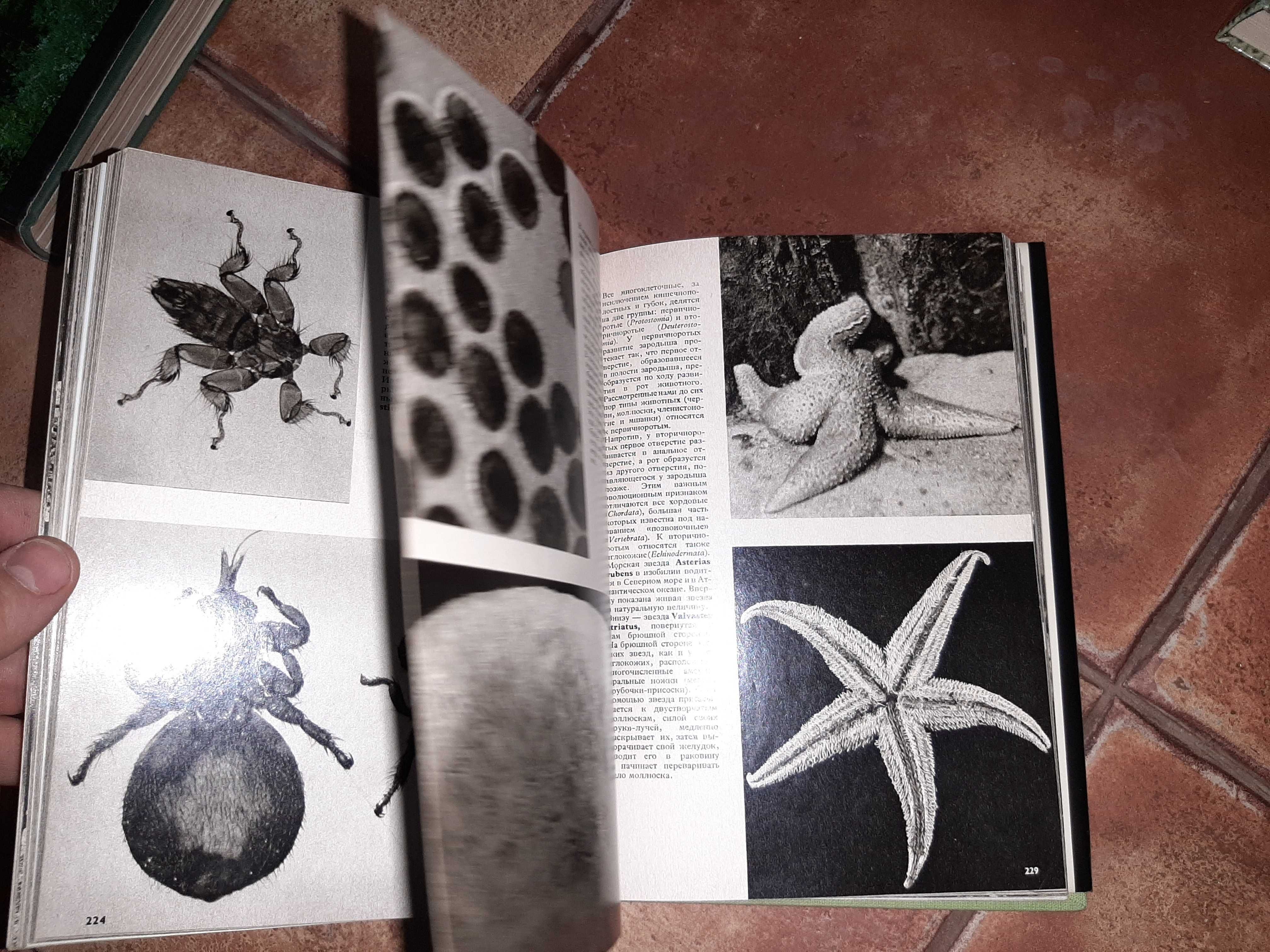 Иллюстрированная энциклопедия животных Артия 1986г.